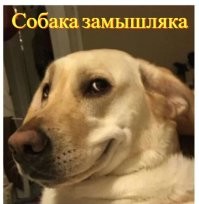 Голодный пёс проучил хозяина