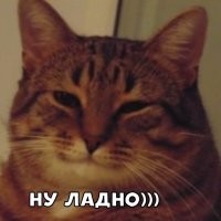 Парень устроил фотосессию уличному коту