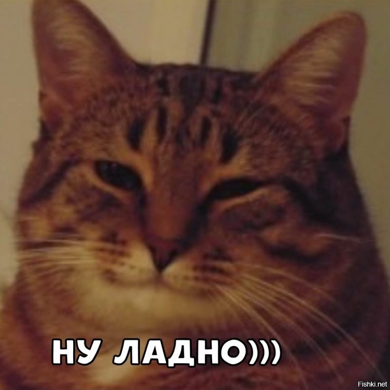 Парень устроил фотосессию уличному коту