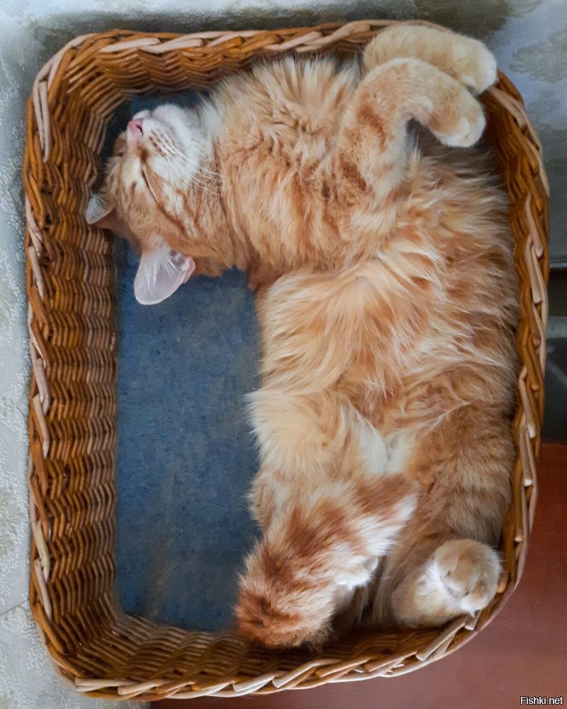 Солянка от 29.10.2025