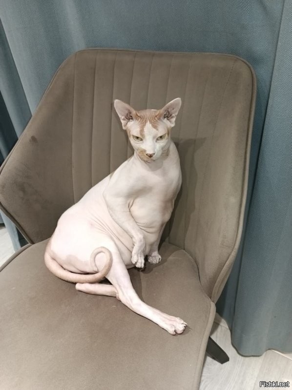 А мой пушистый - лысый.