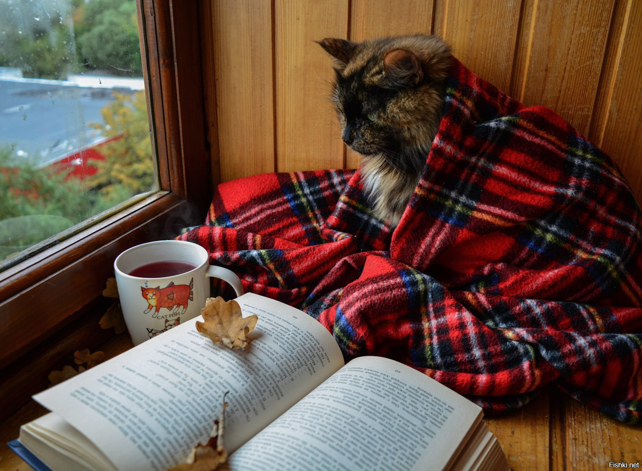 Солянка от 29.10.2025