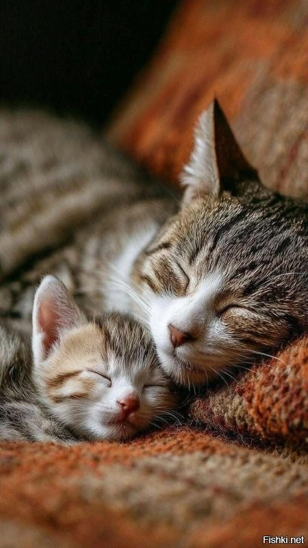 Солянка от 28.10.2025