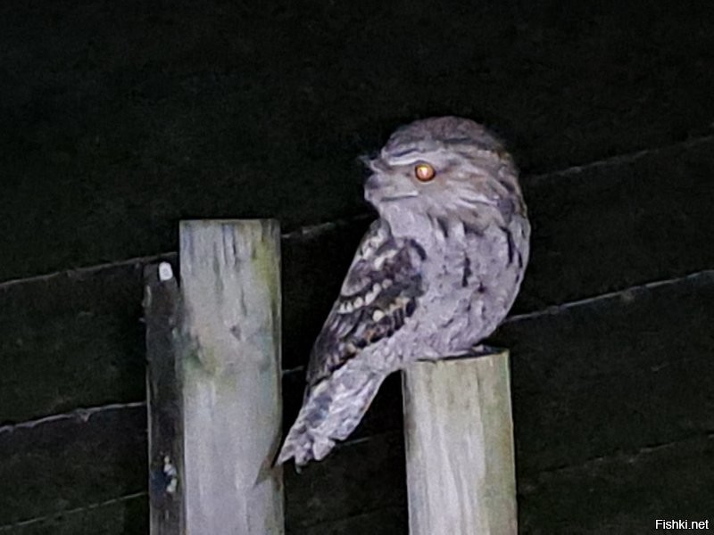 Вот такое сам фотал. Столб под ним где-то 150мм в диаметре