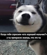 Голодный пёс проучил хозяина