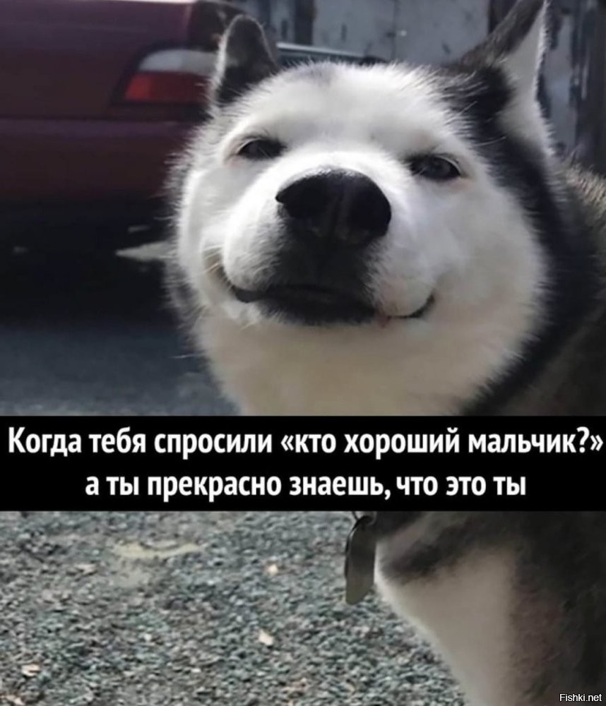 Голодный пёс проучил хозяина