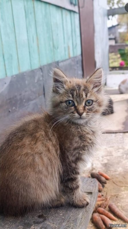 Ко мне тоже едет парочка братьев :) ожидаю на следующей неделе