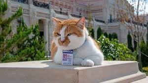 На Мостика похож.