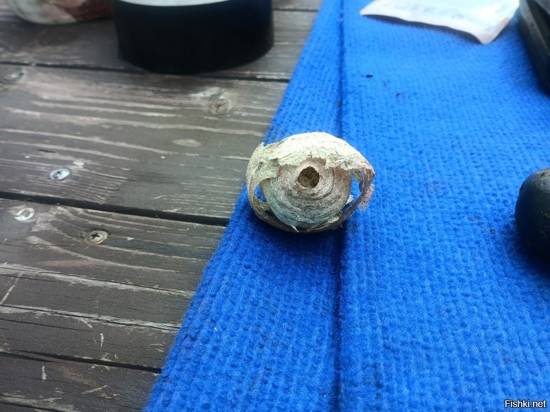 Эх... А у меня только осы пытались в машине поселиться...