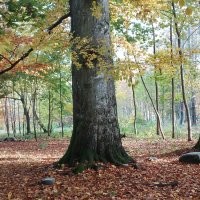 Чёт как то странно. Вроде заголовок, хоть и не явно, но про осень. Ну осень это красиво в основном. Открываю пост, а там...  кормушка... ладно бы нечто оригинальное, но действительно рукожопость. Два раза.. Белка, неплохое фото. Белка с пакетом. Два раза.  Потом действительно несколько фото осенней природы. Не самые прекрасные, но ладно. И что это всё вместе значит? Вечное или классическое? 
 Может вот фото с моей вчерашней прогулки в парк вам подскажут как примерно осень показывать. Хотя я конечно тоже не эталон.