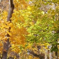 Чёт как то странно. Вроде заголовок, хоть и не явно, но про осень. Ну осень это красиво в основном. Открываю пост, а там...  кормушка... ладно бы нечто оригинальное, но действительно рукожопость. Два раза.. Белка, неплохое фото. Белка с пакетом. Два раза.  Потом действительно несколько фото осенней природы. Не самые прекрасные, но ладно. И что это всё вместе значит? Вечное или классическое? 
 Может вот фото с моей вчерашней прогулки в парк вам подскажут как примерно осень показывать. Хотя я конечно тоже не эталон.