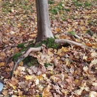 Чёт как то странно. Вроде заголовок, хоть и не явно, но про осень. Ну осень это красиво в основном. Открываю пост, а там...  кормушка... ладно бы нечто оригинальное, но действительно рукожопость. Два раза.. Белка, неплохое фото. Белка с пакетом. Два раза.  Потом действительно несколько фото осенней природы. Не самые прекрасные, но ладно. И что это всё вместе значит? Вечное или классическое? 
 Может вот фото с моей вчерашней прогулки в парк вам подскажут как примерно осень показывать. Хотя я конечно тоже не эталон.