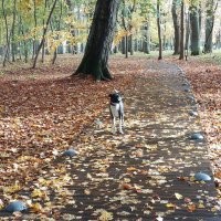 Чёт как то странно. Вроде заголовок, хоть и не явно, но про осень. Ну осень это красиво в основном. Открываю пост, а там...  кормушка... ладно бы нечто оригинальное, но действительно рукожопость. Два раза.. Белка, неплохое фото. Белка с пакетом. Два раза.  Потом действительно несколько фото осенней природы. Не самые прекрасные, но ладно. И что это всё вместе значит? Вечное или классическое? 
 Может вот фото с моей вчерашней прогулки в парк вам подскажут как примерно осень показывать. Хотя я конечно тоже не эталон.