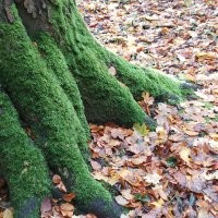 Чёт как то странно. Вроде заголовок, хоть и не явно, но про осень. Ну осень это красиво в основном. Открываю пост, а там...  кормушка... ладно бы нечто оригинальное, но действительно рукожопость. Два раза.. Белка, неплохое фото. Белка с пакетом. Два раза.  Потом действительно несколько фото осенней природы. Не самые прекрасные, но ладно. И что это всё вместе значит? Вечное или классическое? 
 Может вот фото с моей вчерашней прогулки в парк вам подскажут как примерно осень показывать. Хотя я конечно тоже не эталон.