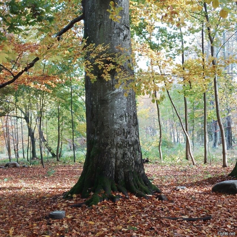 Чёт как то странно. Вроде заголовок, хоть и не явно, но про осень. Ну осень это красиво в основном. Открываю пост, а там...  кормушка... ладно бы нечто оригинальное, но действительно рукожопость. Два раза.. Белка, неплохое фото. Белка с пакетом. Два раза.  Потом действительно несколько фото осенней природы. Не самые прекрасные, но ладно. И что это всё вместе значит? Вечное или классическое? 
 Может вот фото с моей вчерашней прогулки в парк вам подскажут как примерно осень показывать. Хотя я конечно тоже не эталон.
