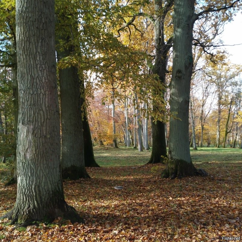 Чёт как то странно. Вроде заголовок, хоть и не явно, но про осень. Ну осень это красиво в основном. Открываю пост, а там...  кормушка... ладно бы нечто оригинальное, но действительно рукожопость. Два раза.. Белка, неплохое фото. Белка с пакетом. Два раза.  Потом действительно несколько фото осенней природы. Не самые прекрасные, но ладно. И что это всё вместе значит? Вечное или классическое? 
 Может вот фото с моей вчерашней прогулки в парк вам подскажут как примерно осень показывать. Хотя я конечно тоже не эталон.
