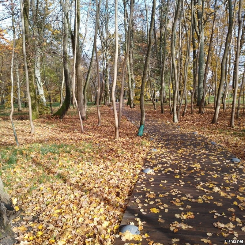 Чёт как то странно. Вроде заголовок, хоть и не явно, но про осень. Ну осень это красиво в основном. Открываю пост, а там...  кормушка... ладно бы нечто оригинальное, но действительно рукожопость. Два раза.. Белка, неплохое фото. Белка с пакетом. Два раза.  Потом действительно несколько фото осенней природы. Не самые прекрасные, но ладно. И что это всё вместе значит? Вечное или классическое? 
 Может вот фото с моей вчерашней прогулки в парк вам подскажут как примерно осень показывать. Хотя я конечно тоже не эталон.