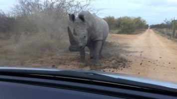 Неожиданная реакция: женщина с криками бросилась к машине после звука клаксона