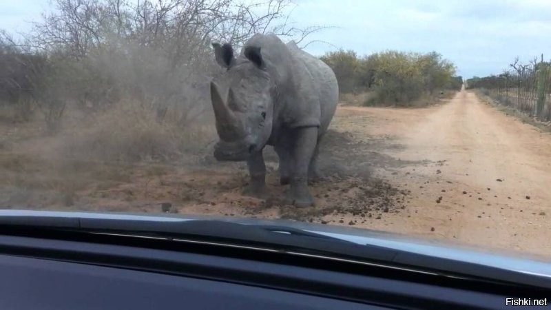 Неожиданная реакция: женщина с криками бросилась к машине после звука клаксона