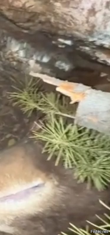 И где интересно медведица хранит пилу, которой она напилила ветки для покрывала.