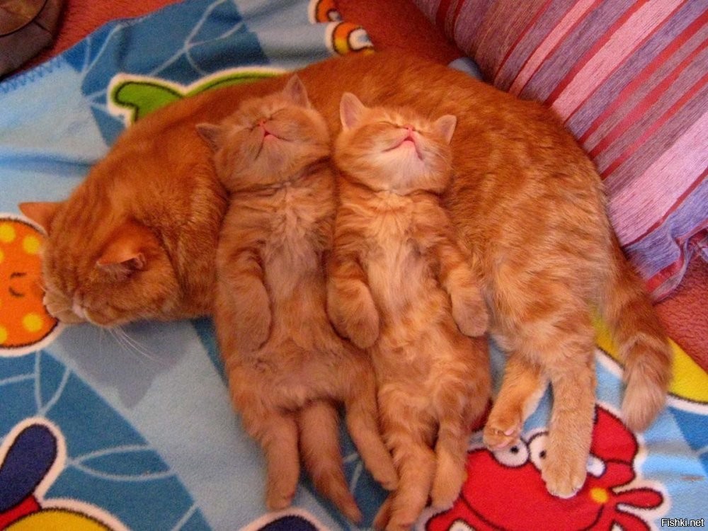 Солянка от 30.10.2025