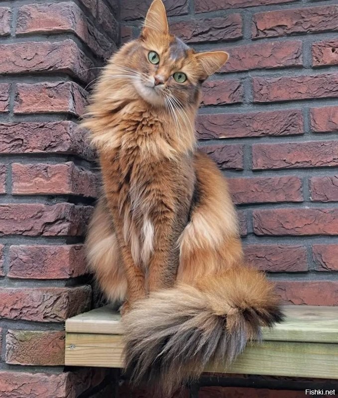 Доброе утро