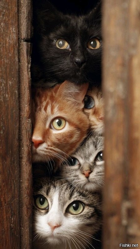 Солянка от 29.10.2025