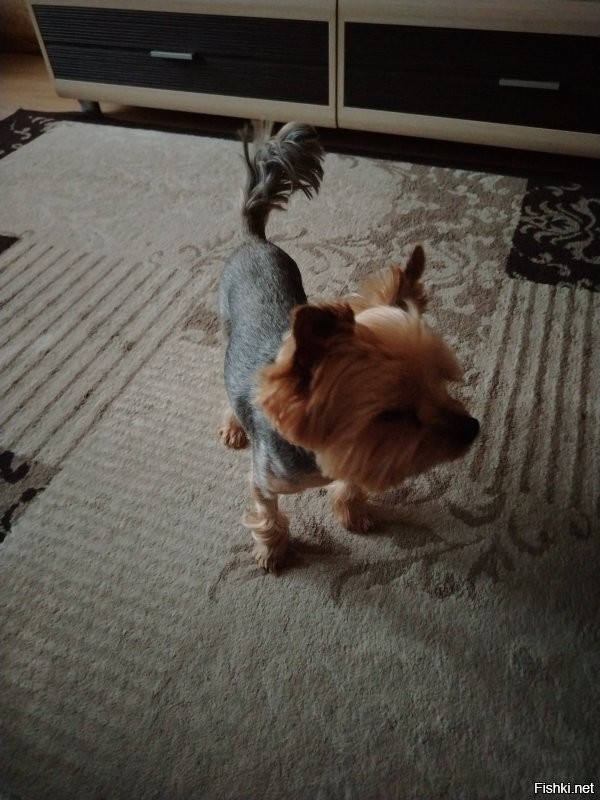 Мой пёс обожает лаять на собак сверху, с окна(6этаж).
А когда гуляет-молчит. Но может вписаться в драку, рыча!