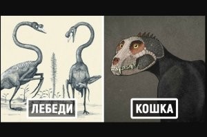 С учетом того, что ни одного скелета мегалодона нет, все это - ПРЕДПОЛОЖЕНИЯ ученых, как МОГ бы выглядить сей акул
и не более того
.
реконструированного "чисто по костям" слона все узнали ?