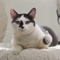Коту сделали глазную операцию, и теперь второй питомец прикрывает свой глаз, подражая ему