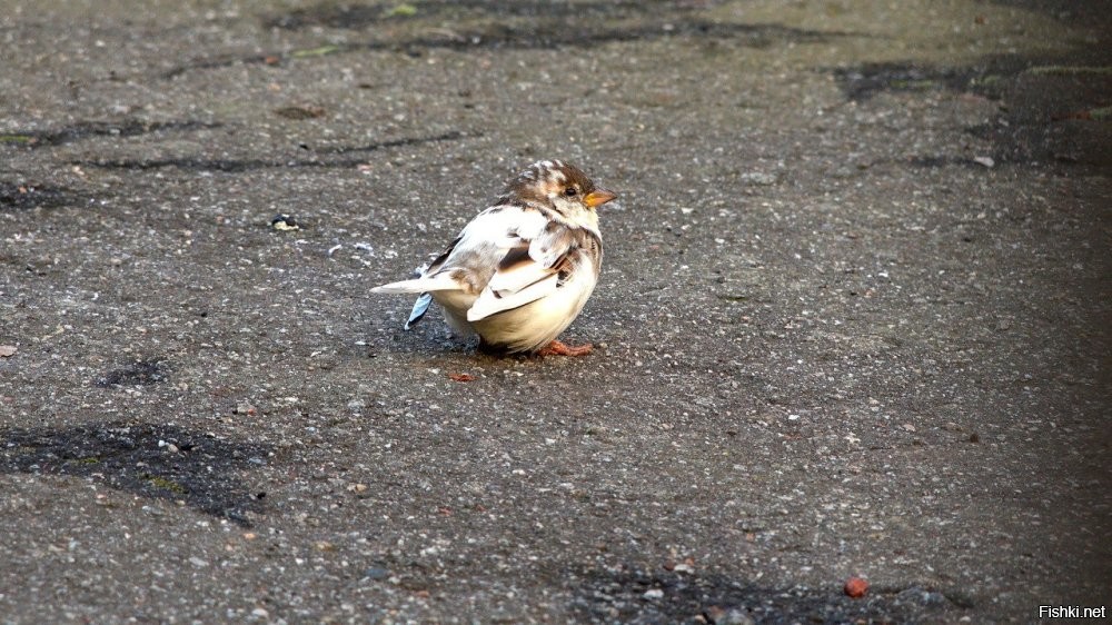 Что-то часто стали попадаться. Недавно только в Питере воробья заметили, теперь рысь в Испании.