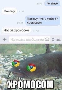 Лабрадорные исследования и надсолнух: лингвошутки и каламбуры