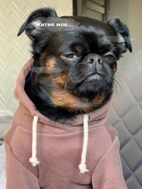 Пёс с постоянно хмурой мордочкой