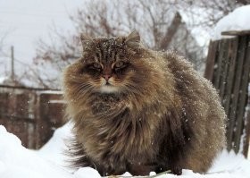 А ещё завести сибирского кота и назвать Батон.