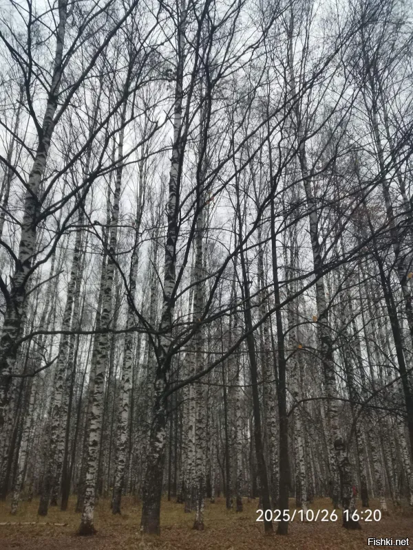 У них еще золотая осень, у нас уже поздняя