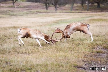 "Для чего точно они нужны, ученые не знают." Зато горбатки знают.