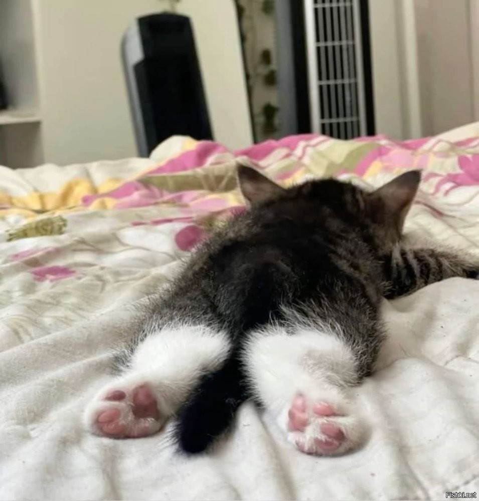 Солянка от 31.10.2025