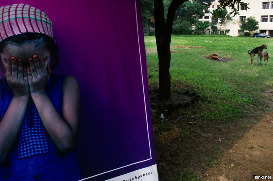 В парке трахаются две собаки