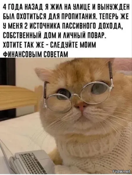 Новая схема по привлечению богатства: кот + расчёска = деньги!