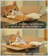 35 доказательств, что котикам везде удобно