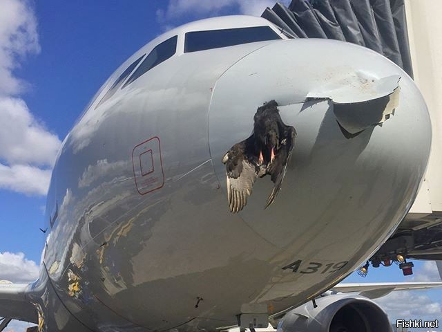 Будут. Но только птицей. Рыбы не летают.