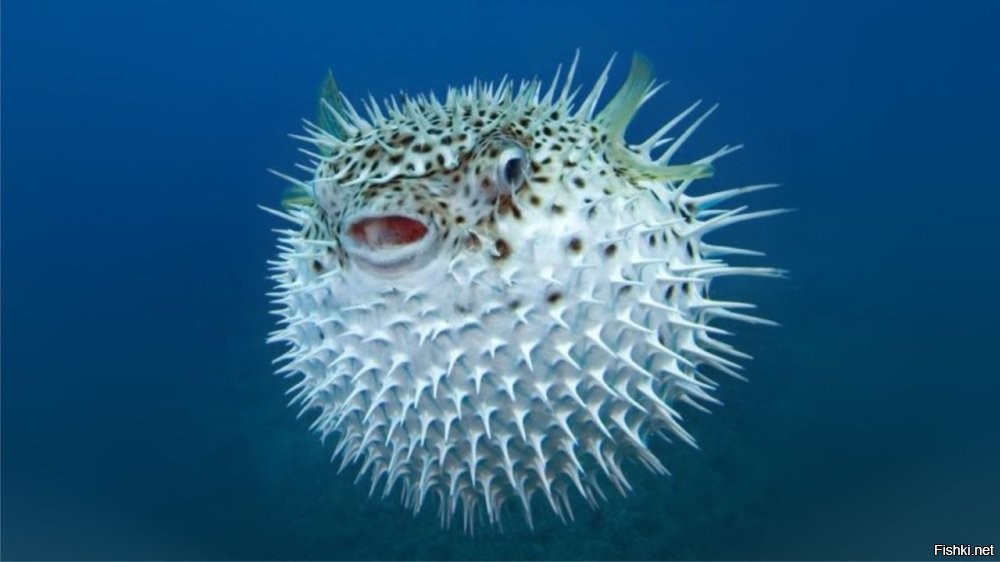 Это еще повезло...