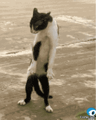 Кошка подумала, что пёс обидел котенка