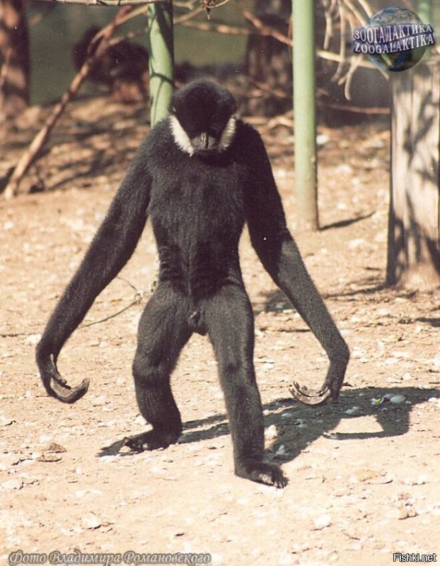 Солянка от 31.10.2025