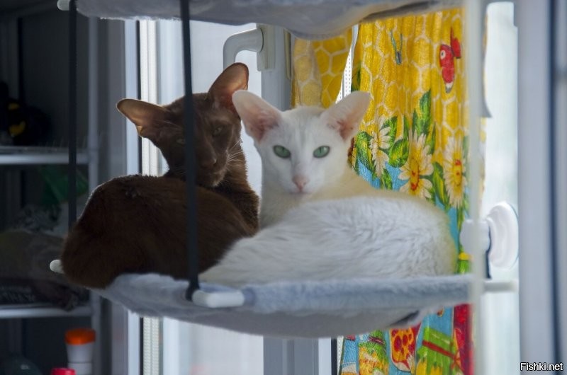 "Лучшее решение": владелица показала, как побороть апатию кота простым способом