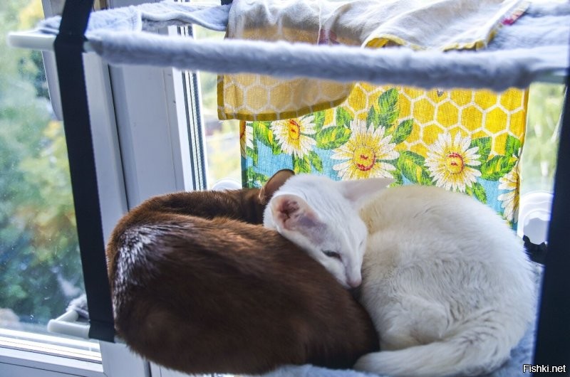 "Лучшее решение": владелица показала, как побороть апатию кота простым способом