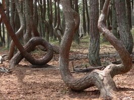 15 столь уникальных и прекрасных деревьев, что в их существование сложно поверить