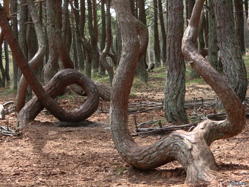15 столь уникальных и прекрасных деревьев, что в их существование сложно поверить