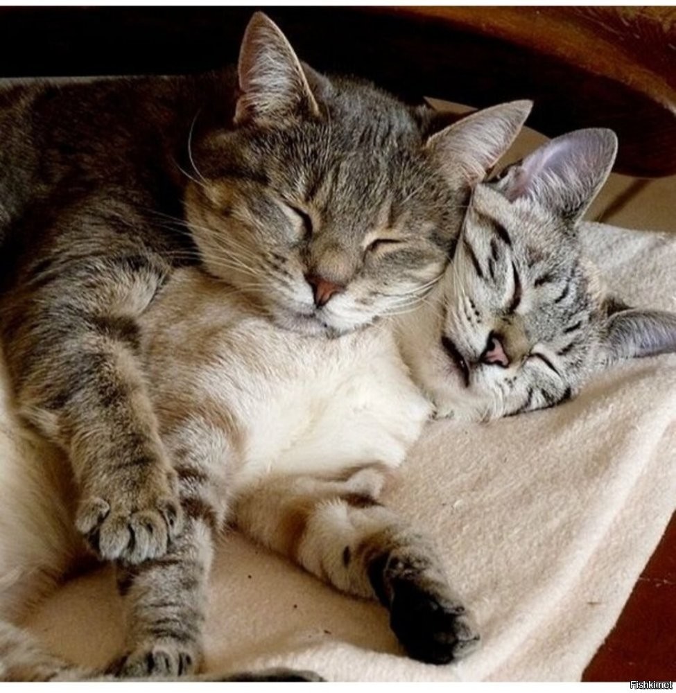 Солянка от 01.11.2025