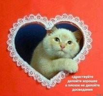 Кошка подумала, что пёс обидел котенка